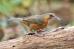 Rusty-cheeked Scimitar-Babbler